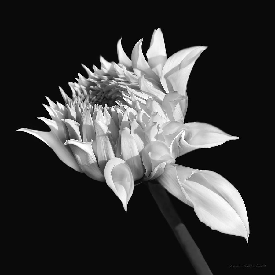 Black And White Photograph - Dahlia Flower Blooming Black and White by Jennie Marie Schell