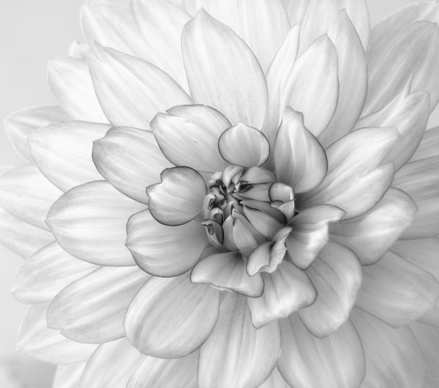 Dahlia Flower Black and White Photograph by Kim Hojnacki