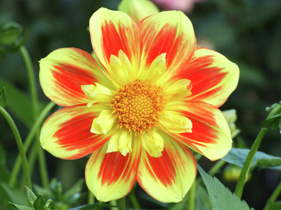 Dahlia Flower (dahlia 'pooh') Photograph by Ian Gowland/science Photo ...