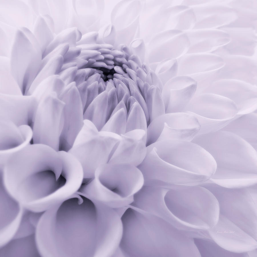 Nature Photograph - Dahlia Flower in Lavender by Jennie Marie Schell