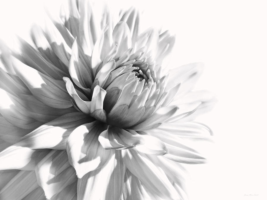 Black And White Photograph - Dahlia Flower in Monochrome by Jennie Marie Schell