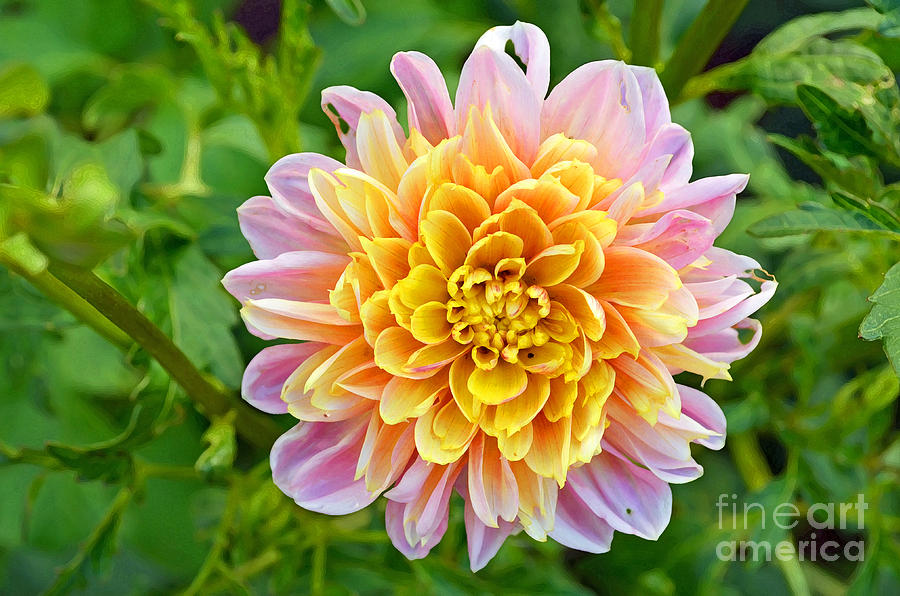 Pink And Yellow Dahlia by Eva Kondzialkiewicz