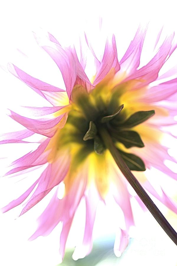 Nature Photograph - Dahlia Flower by Joy Watson