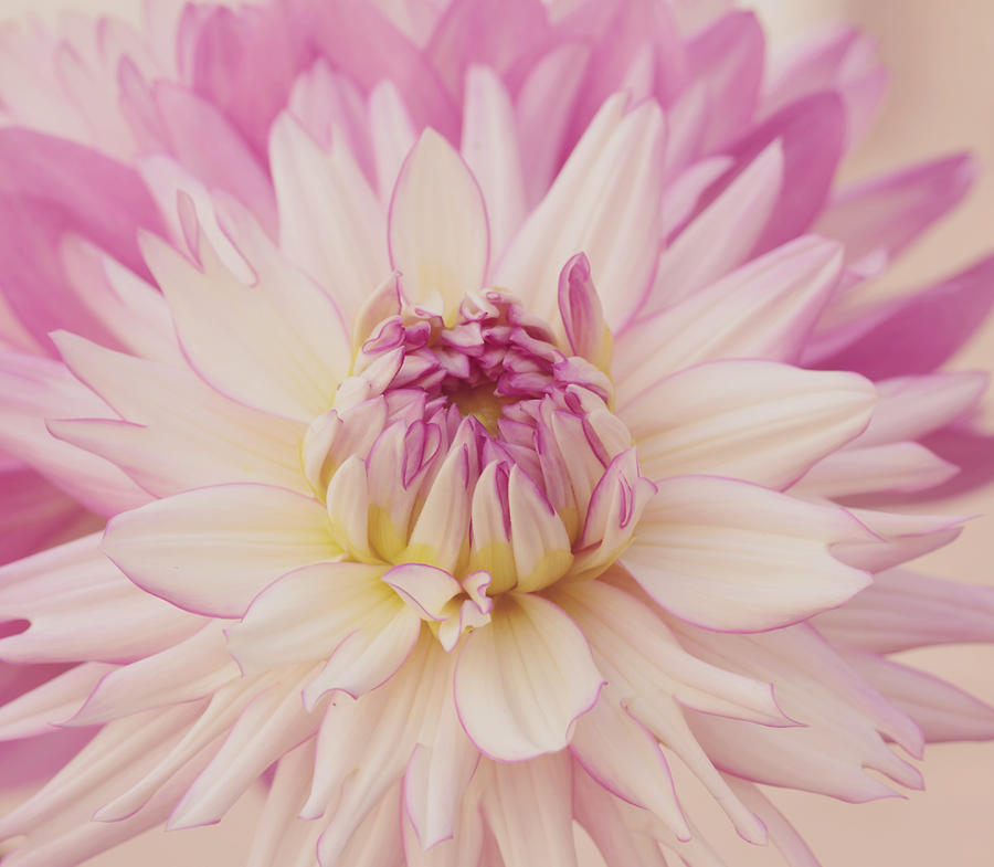 Flower Photograph - Dahlia Flower by Kim Hojnacki