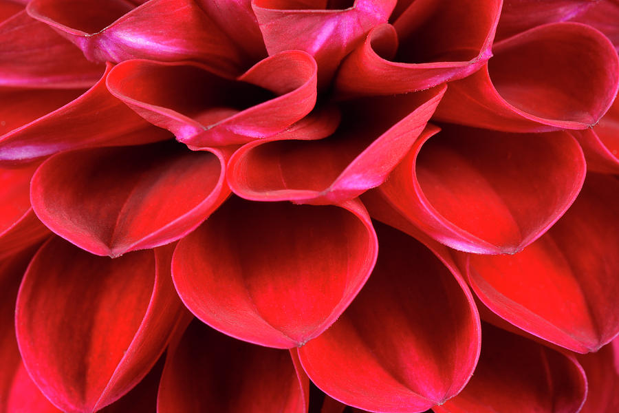 Dahlia Flower Petals Abstract Photograph by Science Photo Library Dahlia Flower Petals Abstract Photograph by Science Photo Library
