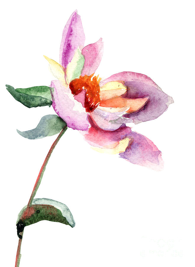 Dahlia flower Painting by Regina Jershova