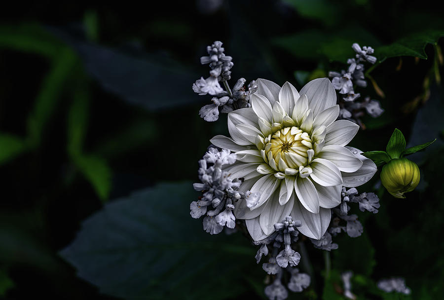 Dahlia Flower Photograph by Ronny Olsson
