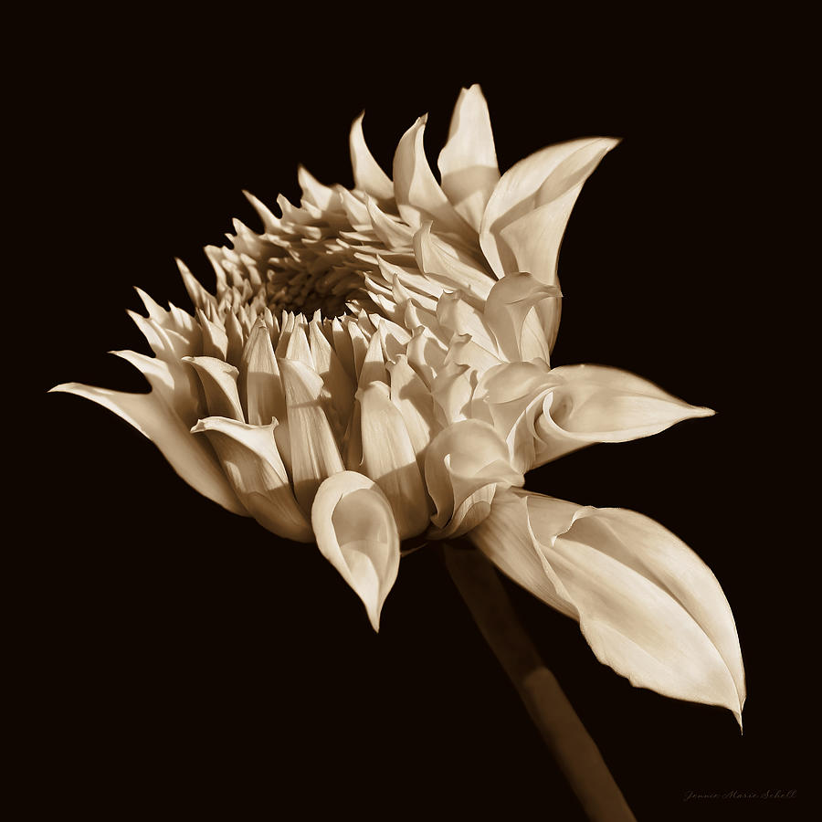 Flowers Still Life Photograph - Dahlia Flower Blooming Sepia by Jennie Marie Schell