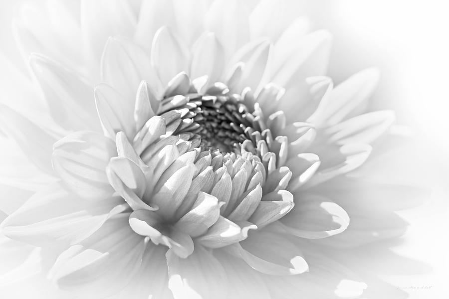 Dahlia Flower Soft Monochrome Photograph by Jennie Marie Schell