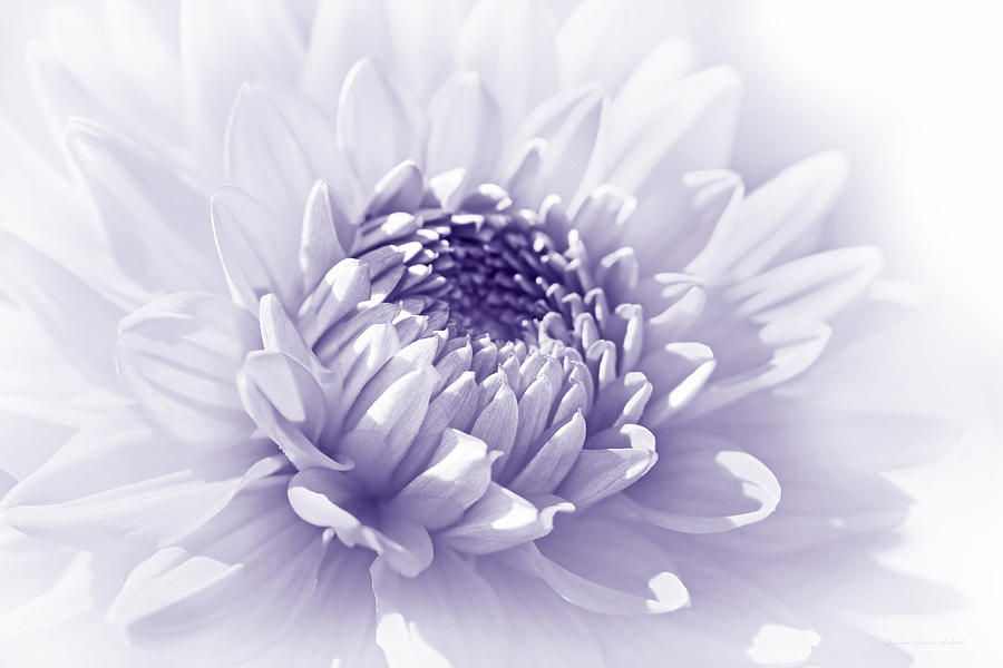 Flowers Still Life Photograph - Dahlia Flower Soft Purple by Jennie Marie Schell