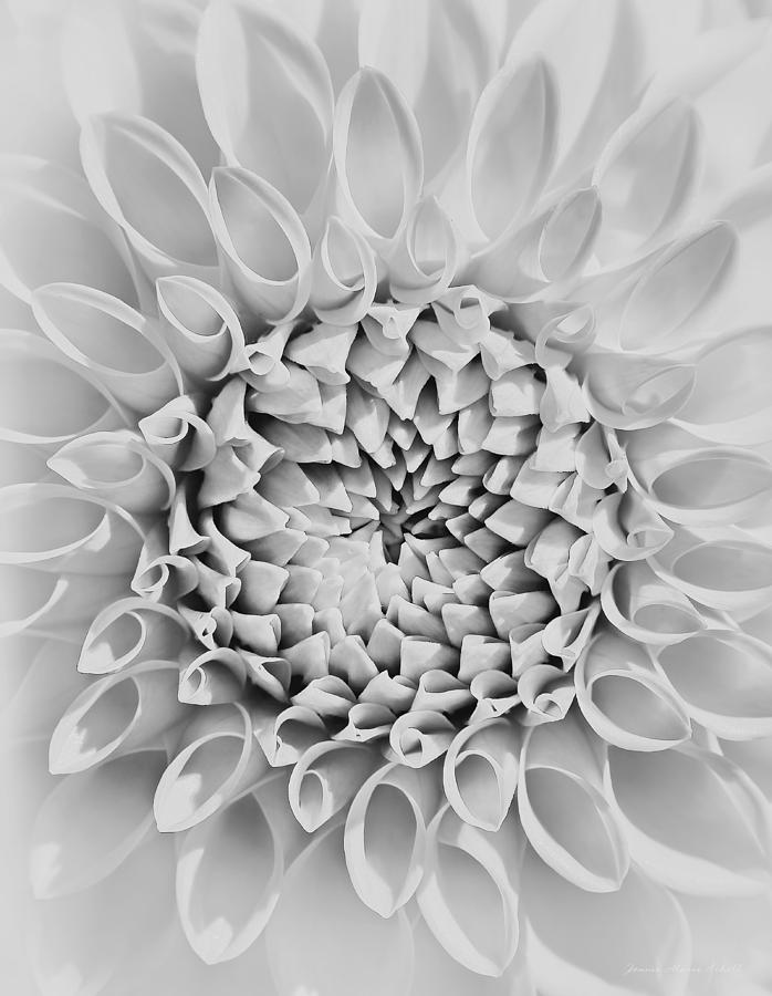 Black And White Photograph - Dahlia Flower Star Burst Black and White by Jennie Marie Schell