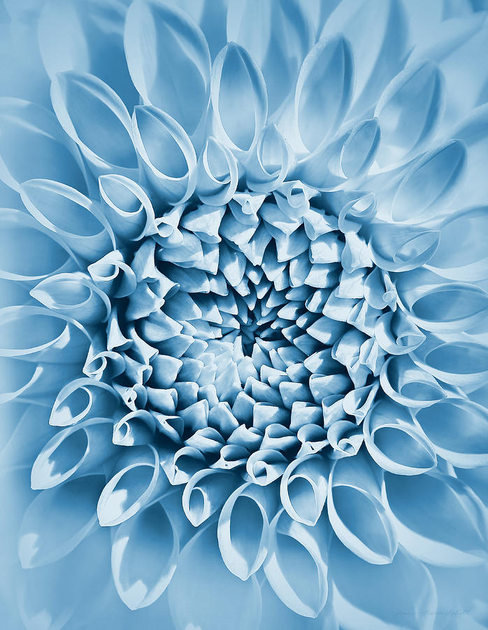 Summer Photograph - Dahlia Flower Star Burst Blue by Jennie Marie Schell