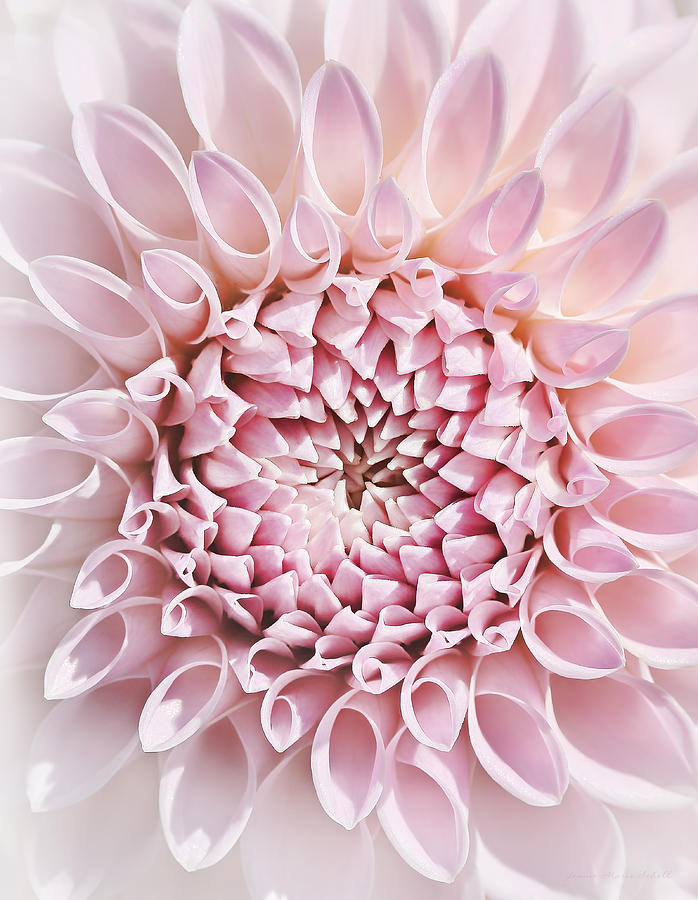 Dahlia Flower Star Burst Pink Photograph by Jennie Marie Schell