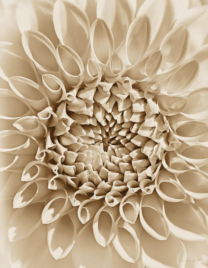 Flowers Still Life Photograph - Dahlia Flower Star Burst Sepia by Jennie Marie Schell