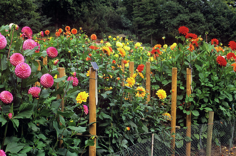 Dahlia Flower Trials Photograph By Anthony Cooper/science Photo Library