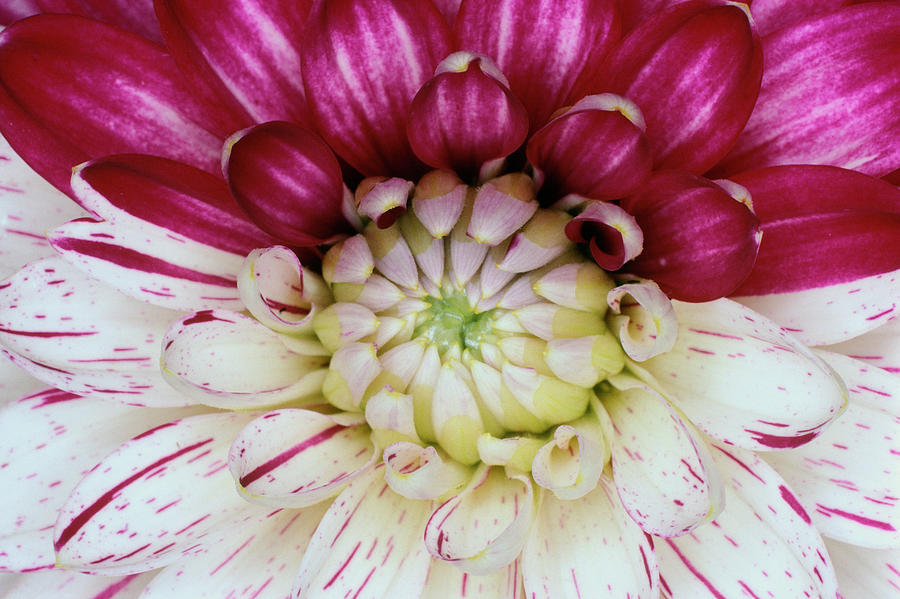 Dahlia Flower With Broken Colour Photograph by Dr Jeremy Burgess/science Photo Library