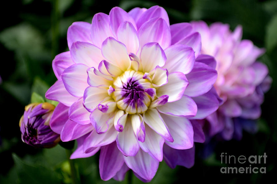 Dahlia Flower with Purple Tips Photograph by Scott Lyons