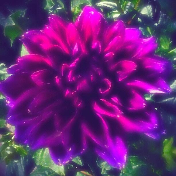 Flower Photograph - #dahlia #flowers #purple #dreamy by M R M