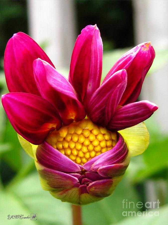 Nature Photograph - Dahlia from the Showpiece Mix by J McCombie