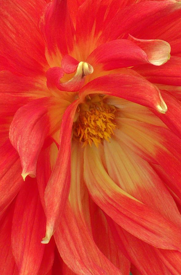 Dahlia Photograph by Hominy Valley Photography