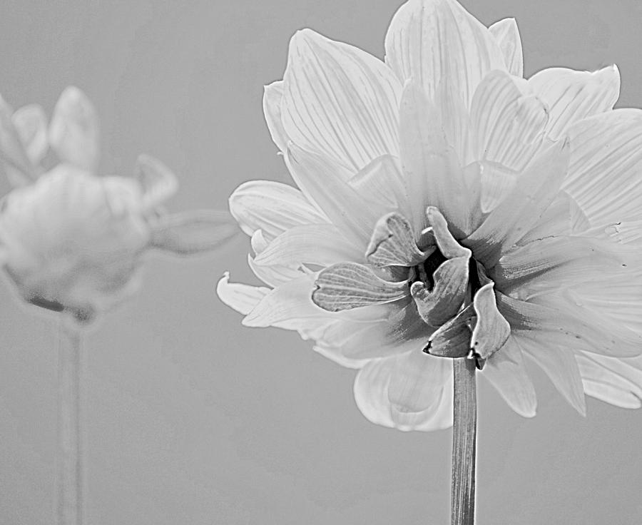 Dahlia I Black White Photograph by Joan Han