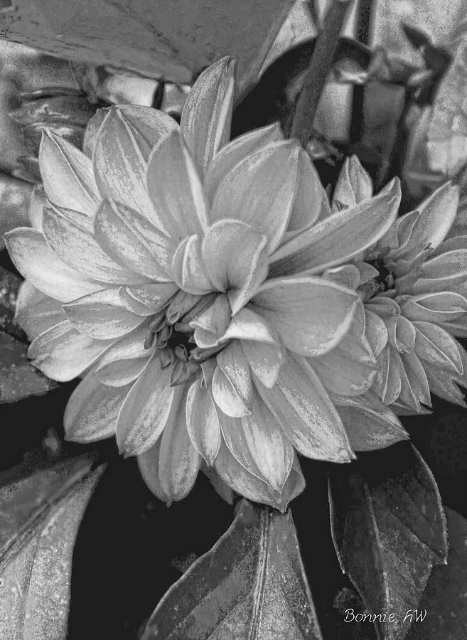 Dahlia in black and white Photograph by Bonnie Willis