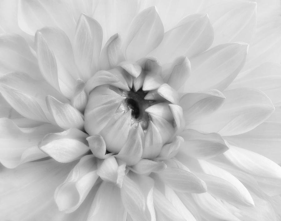 Dahlia in Black and White Photograph by David and Carol Kelly