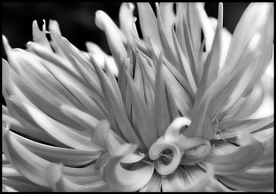Dahlia in Black and White Photograph by Ellen Tully