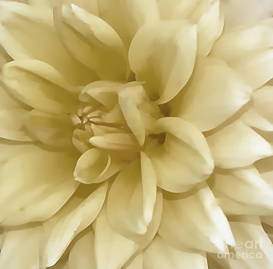 Dahlia In Ivory Photograph