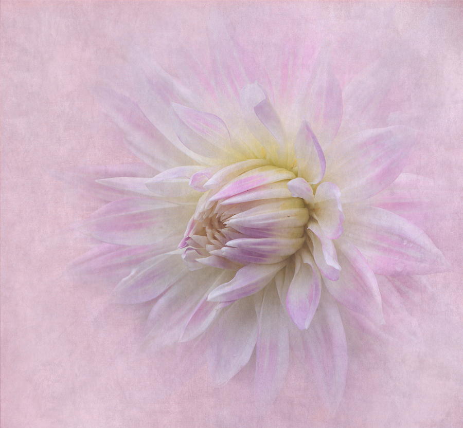 Flower Photograph - Dahlia in Pink by Angie Vogel
