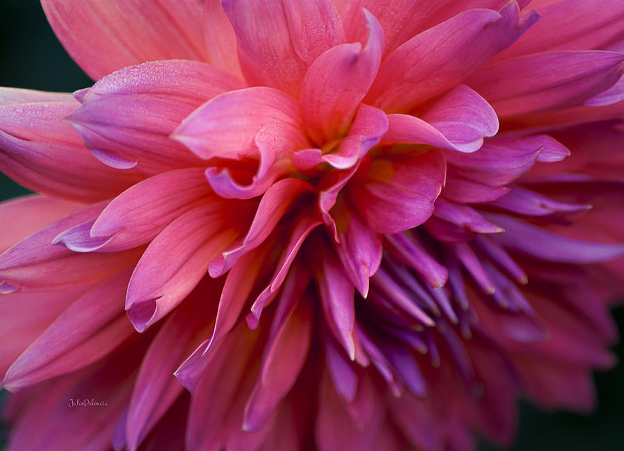 Dahlia in Pink Photograph by Julie Palencia