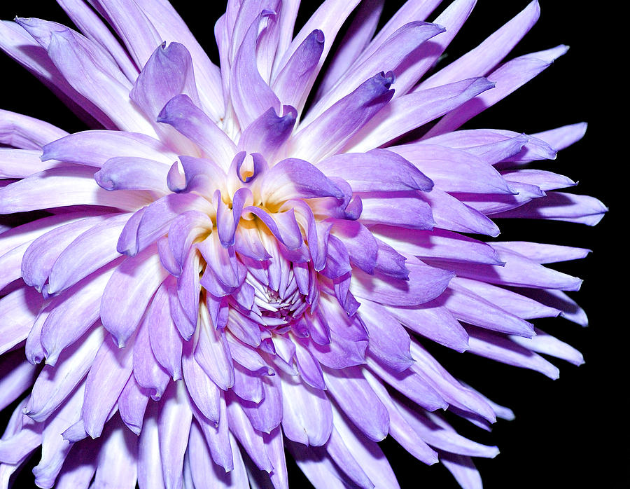 Dahlia in Purple Photograph by Carol Eade