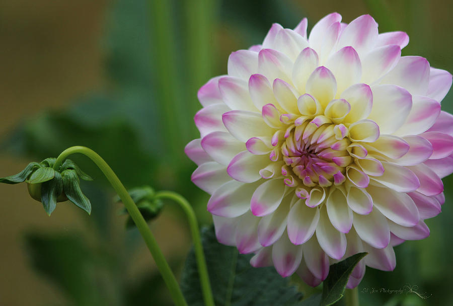 Dahlia In The Mist Photograph by Jeanette C Landstrom
