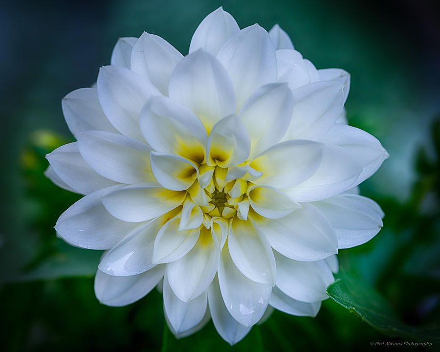 Dahlia In White Photograph by Phil Abrams