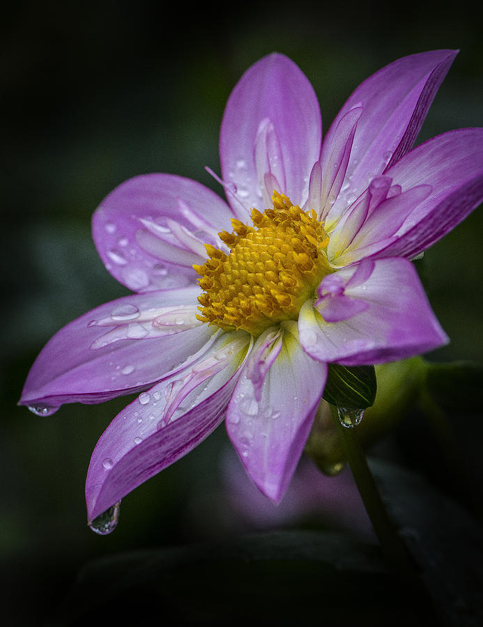 Dahlia in Yellow and Pink Photograph by Mike Sedam - Fine Art America