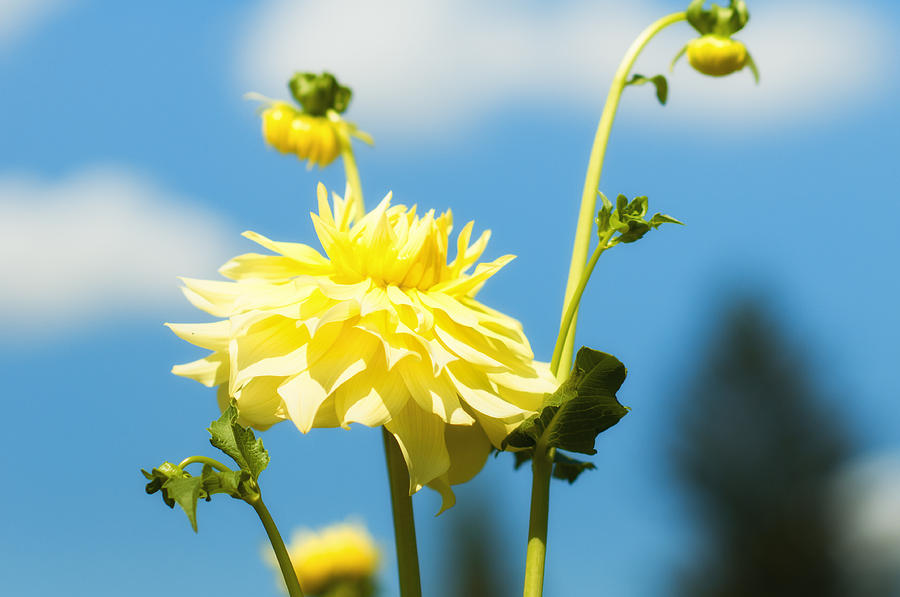 Flower Photograph - Dahlia in yellow by  Kelly Hayner