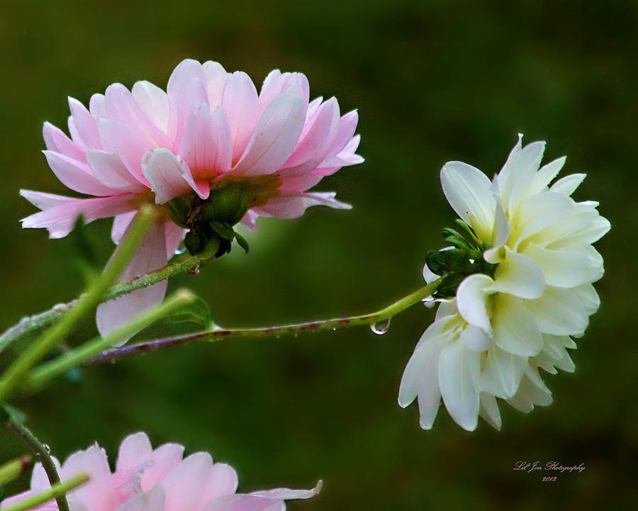 Flower Photograph - Dahlia Incognito by Jeanette C Landstrom