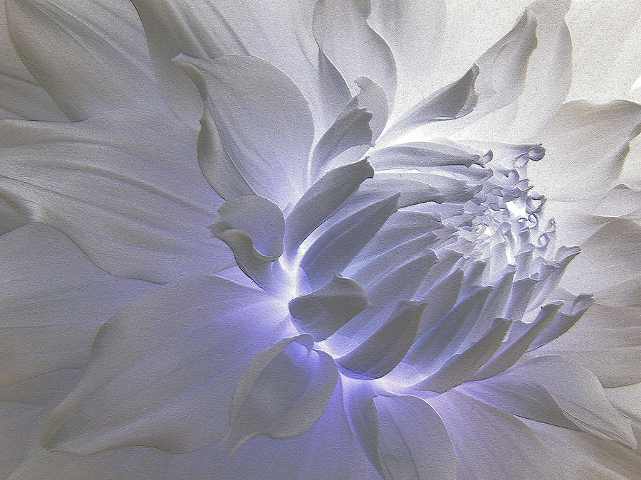 Dahlia Inner Beauty Photograph by Lora Fisher