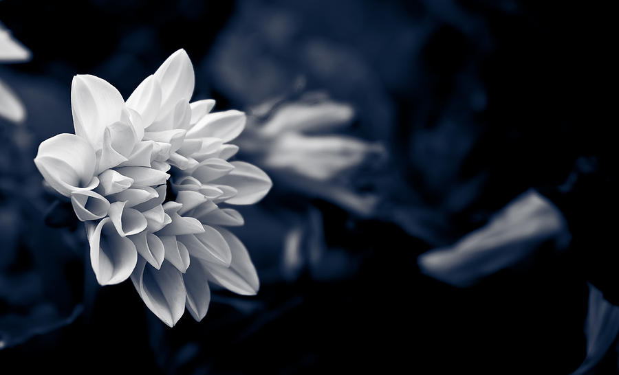 Black And White Photograph - Dahlia by Isabel Laurent
