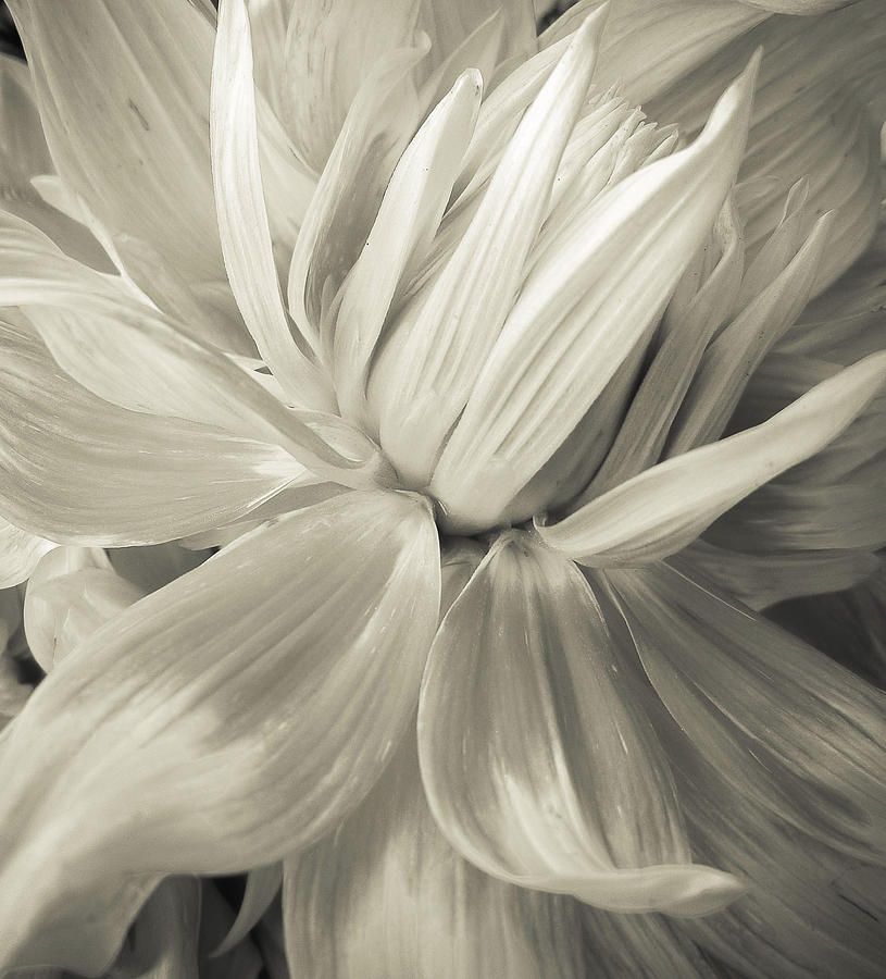 Dahlia. Photograph By Jeanne Brophy - Fine Art America