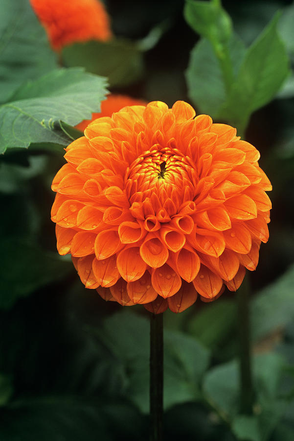 Dahlia jubilee Boy Photograph by Anthony Cooper/science Photo Library