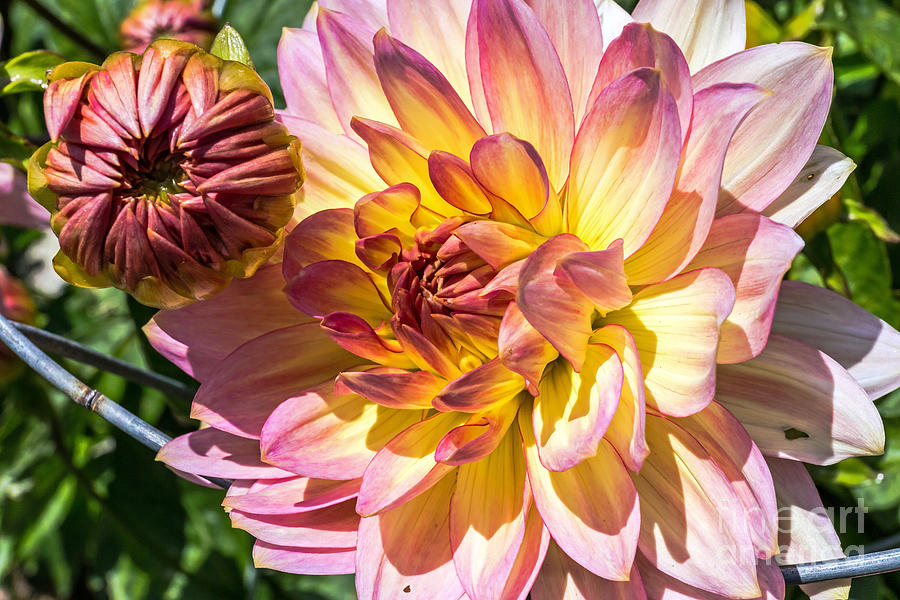 Dahlia Photograph by Kate Brown