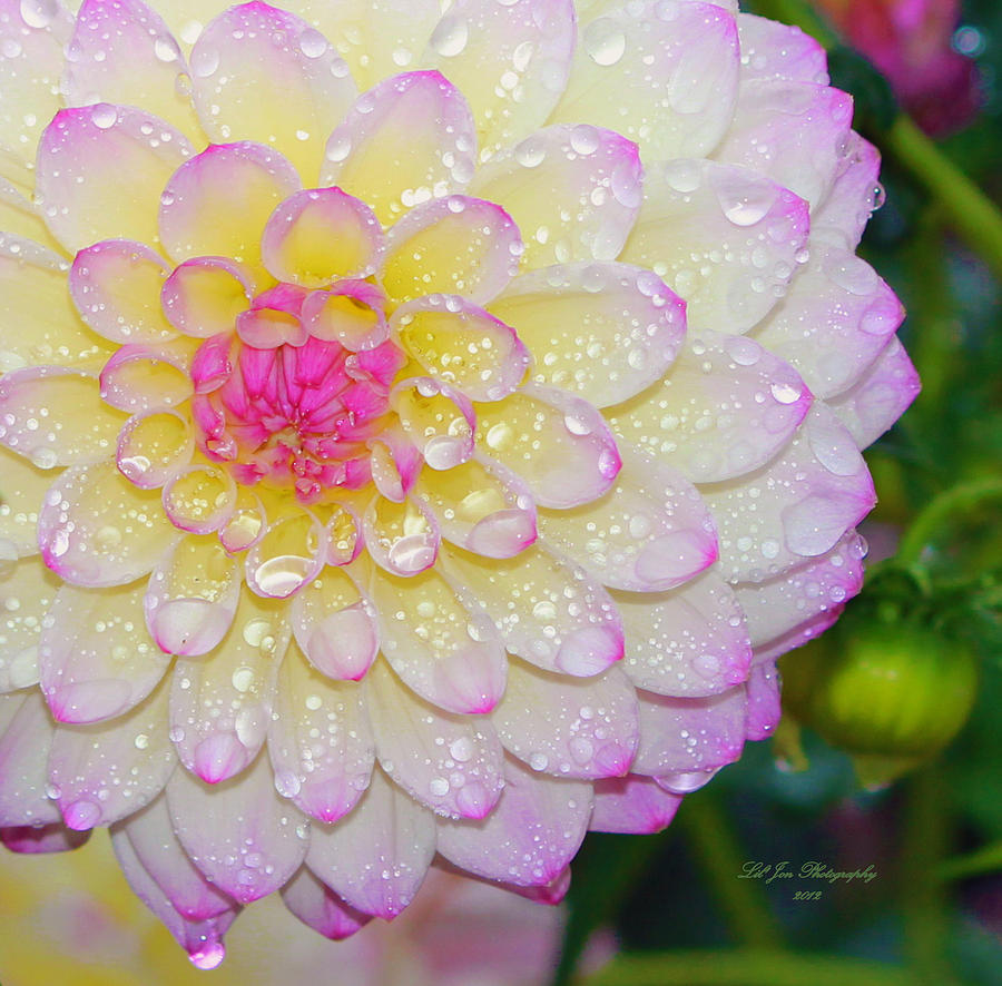 Dahlia Kissed By The Rain Photograph by Jeanette C Landstrom