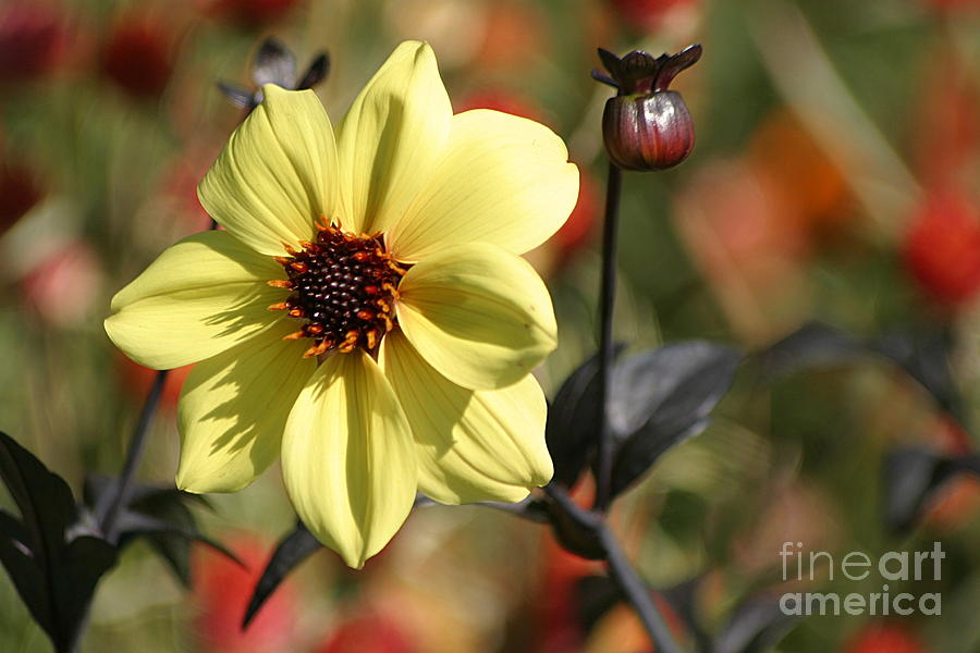 Flowers Still Life Photograph - Dahlia Knockout by Living Color Photography Lorraine Lynch