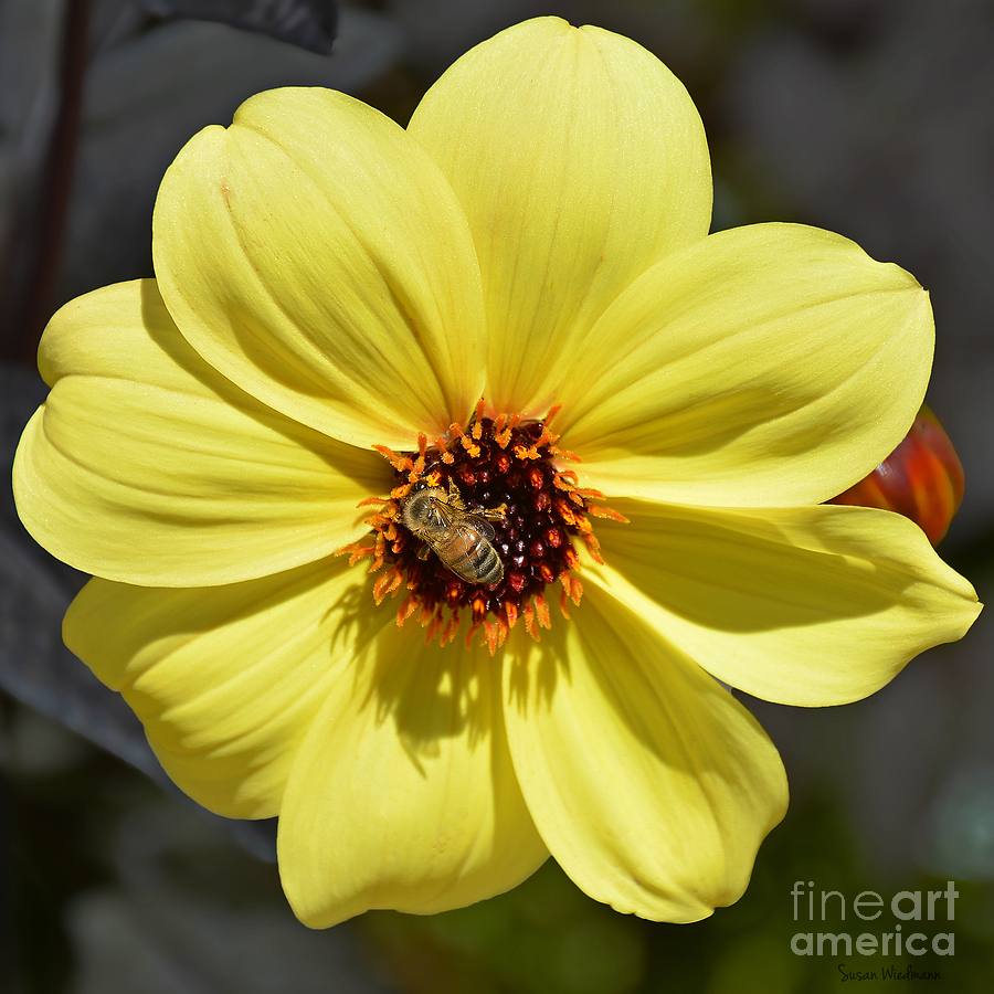Flower Photograph - Dahlia Knockout With a Visitor by Susan Wiedmann