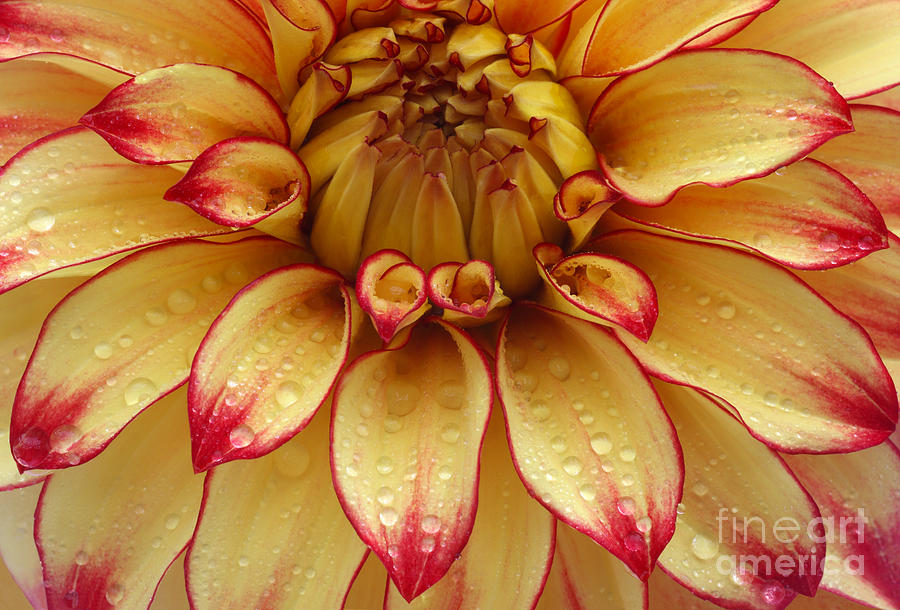 Dahlia lady Darlene in close up Photograph by Rosemary Calvert - Fine ...