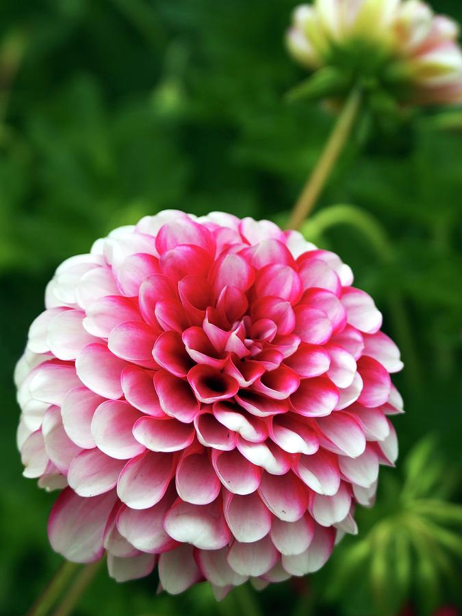 Dahlia Little William (pompom) Close-up Photograph by Ian Gowland/science Photo Library