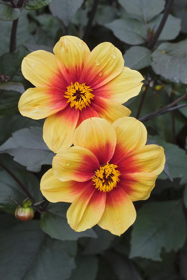 Dahlia Moonfire Photograph By Science Photo Library