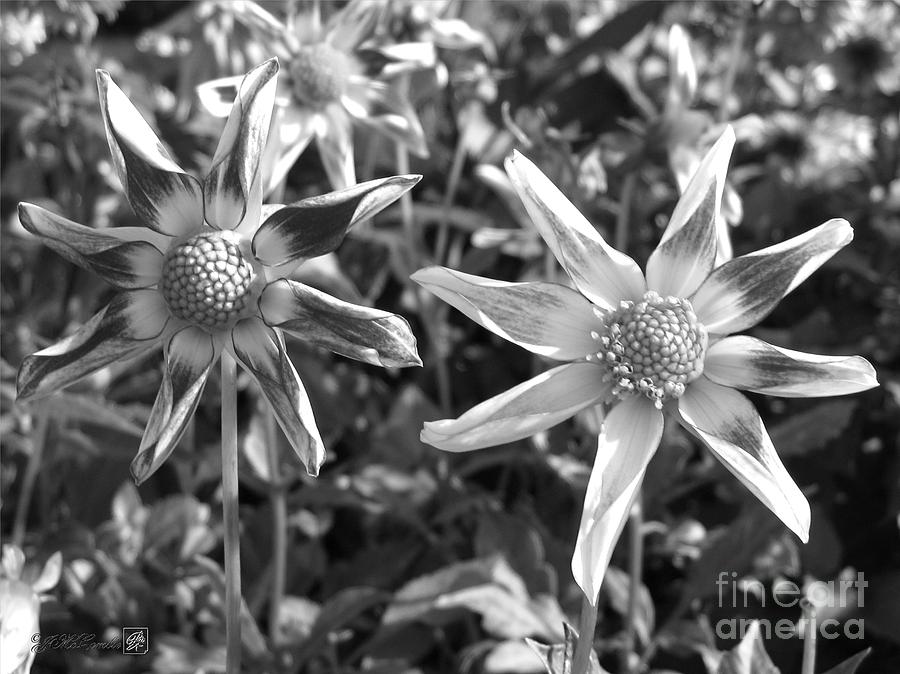 Orchid Photograph - Dahlia named Amys Star by J McCombie