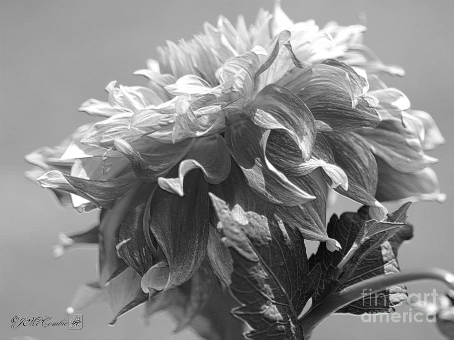 Flower Digital Art - Dahlia named Bodacious by J McCombie